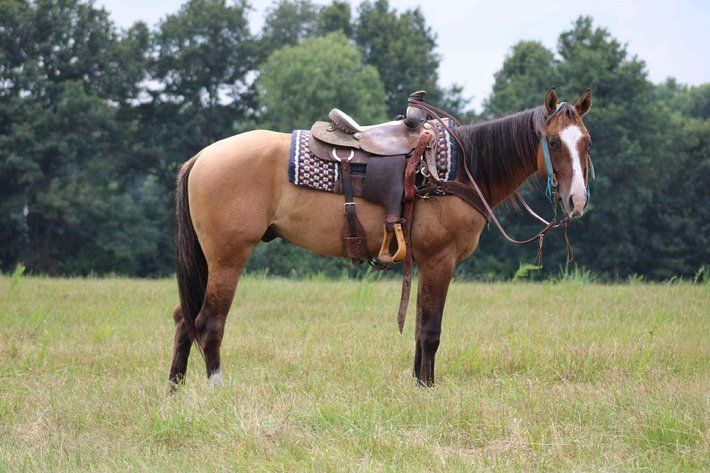 Image for Maryville Horse Sale - SATURDAY, JULY 26TH - Maryville, Missouri