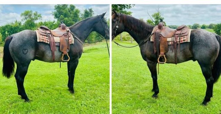 Image for Corsica Horse Sales Catalog Sale   SATURDAY, AUGUST 2ND - Corsica, South Dakota