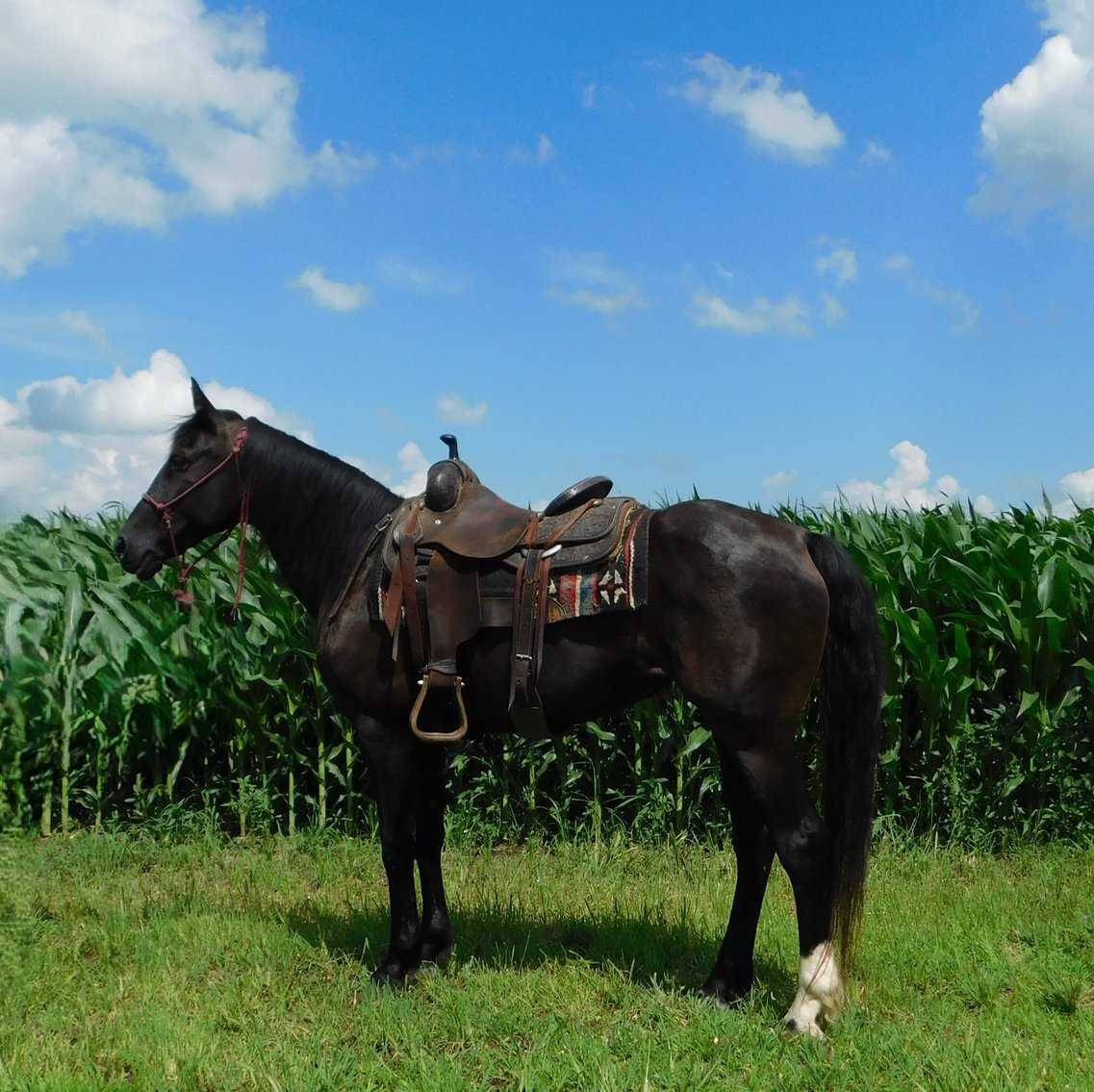 Image for Maryville Horse Sale - SATURDAY, JULY 26TH - Maryville, Missouri