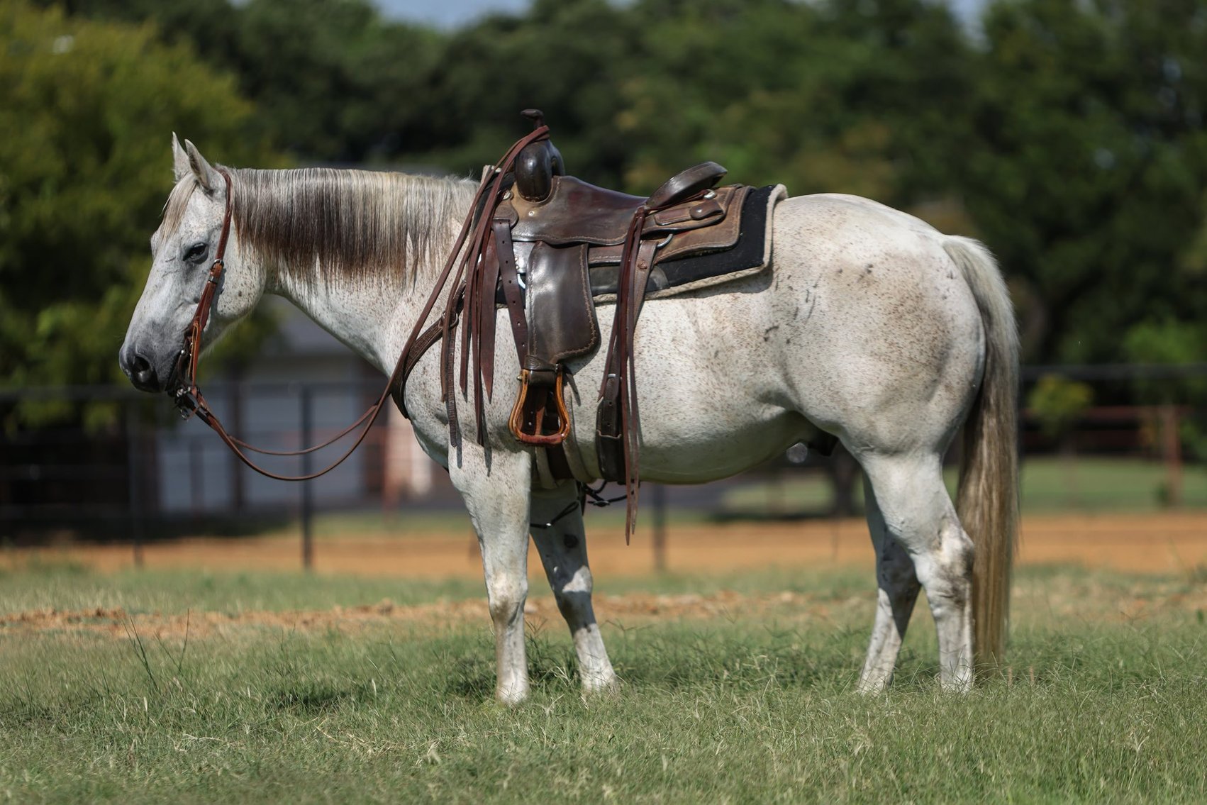 Image for Corsica Horse Sales Catalog Sale   SATURDAY, AUGUST 2ND - Corsica, South Dakota