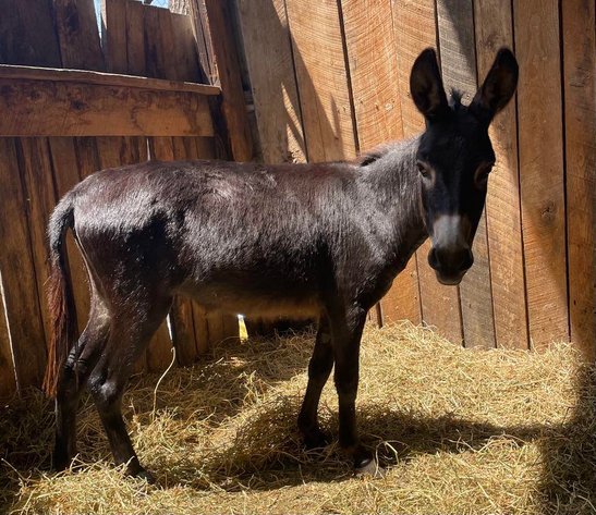 Image for Corsica Horse Sales Catalog Sale   SATURDAY, AUGUST 2ND - Corsica, South Dakota