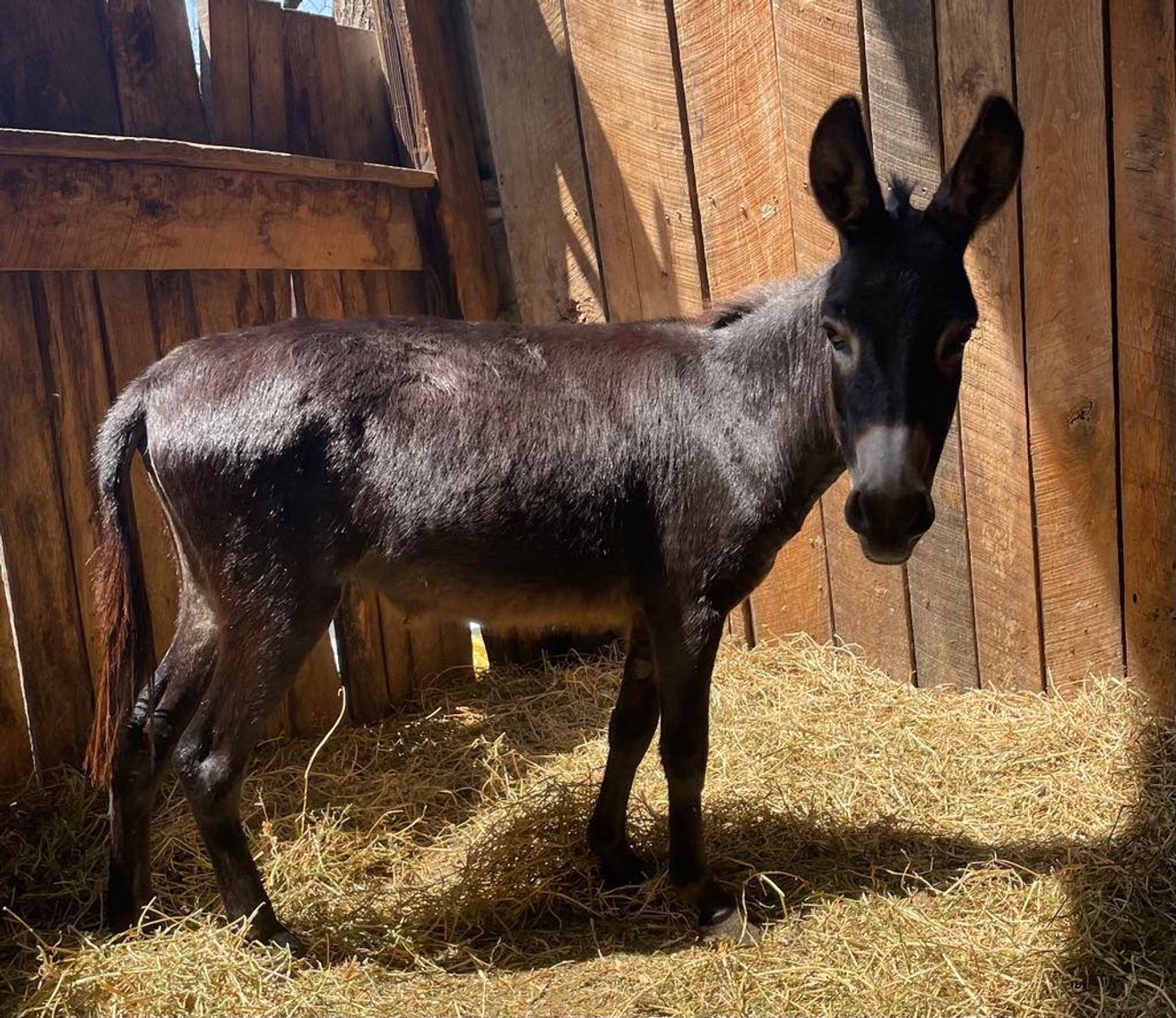 Image for Corsica Horse Sales Catalog Sale   SATURDAY, AUGUST 2ND - Corsica, South Dakota