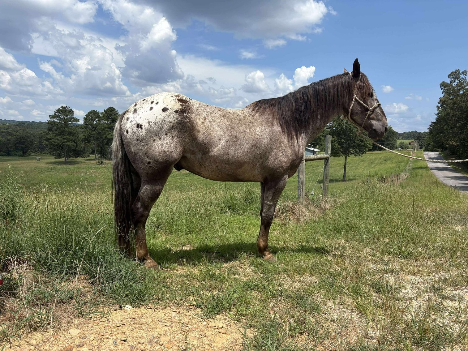 Image for Casino Classic All Breed Horse Sale - Oak Grove, Kentucky SATURDAY,  AUGUST 9TH