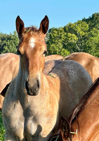 Image for Mize Horse Sale **Annual LM Production Sale - 