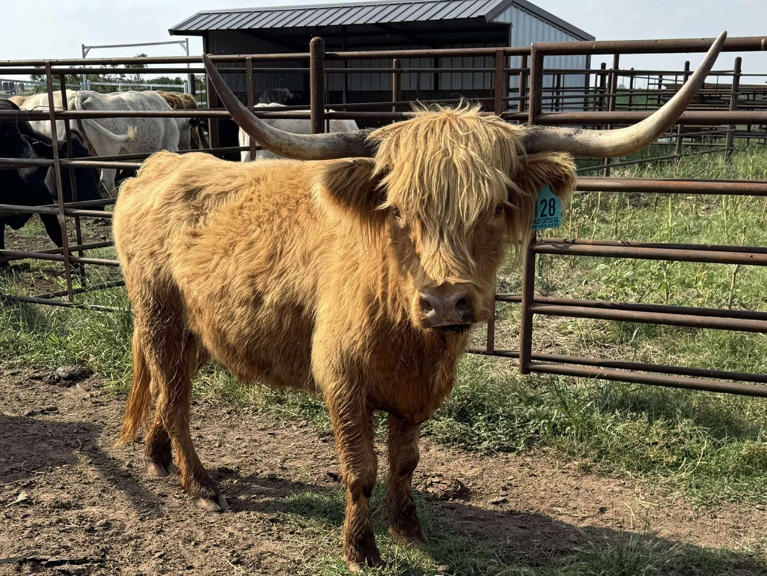 Image for Jones Livestock Auction THURSDAY AUGUST 7TH -  Jones, Oklahoma