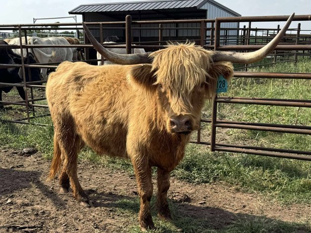 Image for Jones Livestock Auction THURSDAY AUGUST 7TH -  Jones, Oklahoma