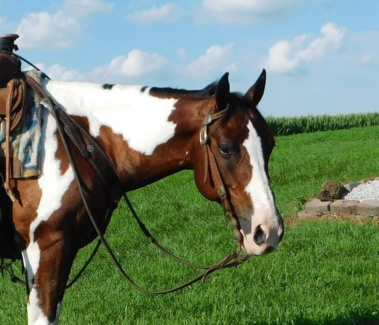 Image for Casino Classic All Breed Horse Sale - Oak Grove, Kentucky SATURDAY,  AUGUST 9TH