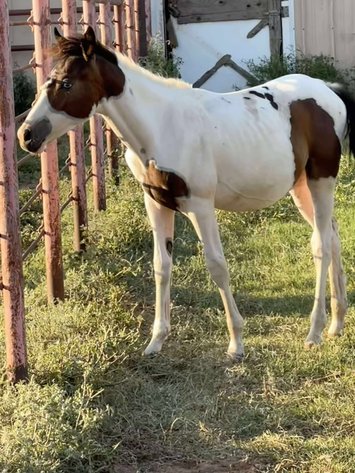 Image for Jones Livestock Auction MONTHLY HORSE & TACK SALE!   SATURDAY, AUGUST 9TH!