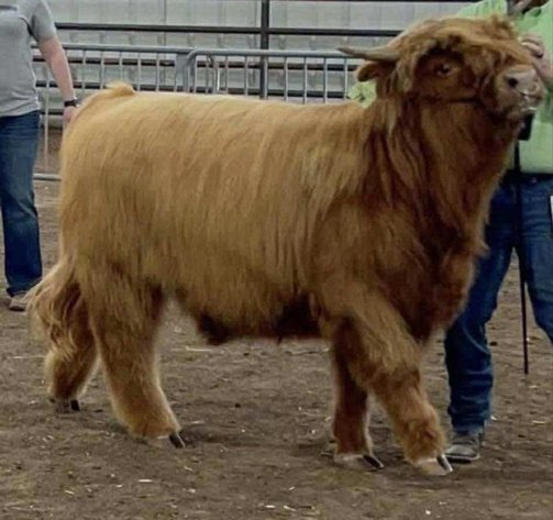 Image for Jones Livestock Auction THURSDAY AUGUST 7TH -  Jones, Oklahoma