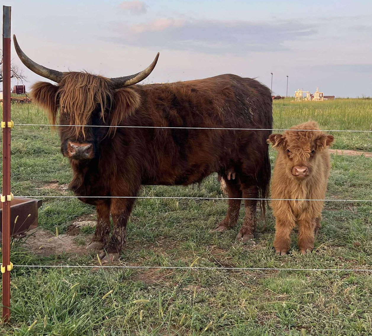 Image for Jones Livestock Auction THURSDAY AUGUST 7TH -  Jones, Oklahoma