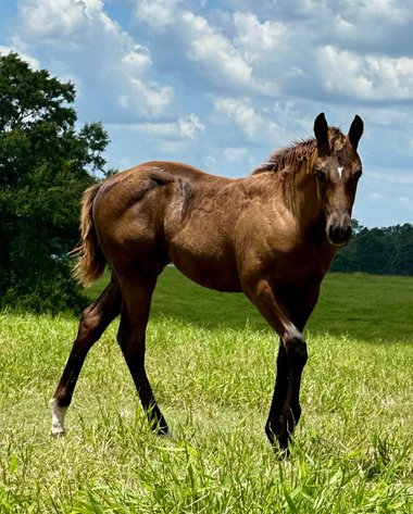 Image for Mize Horse Sale **Annual LM Production Sale - 