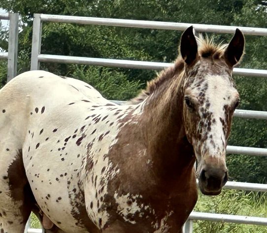 Image for Mize Horse Sale **Annual LM Production Sale - 