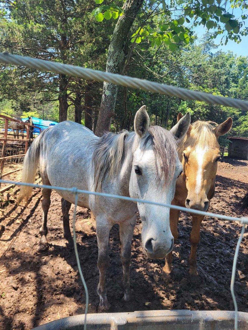 Image for Interstate Regional Stockyards TWO DAY AUGUST SPECIAL - DAY 1 - WEDNESDAY AUGUST 20TH