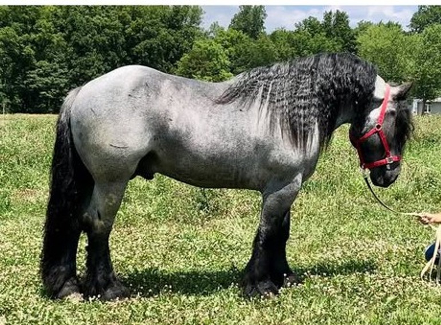 Image for NPEC Mount Up Fall Sale - New Paris, Indiana - SALE DAY SATURDAY, AUGUST 23RD