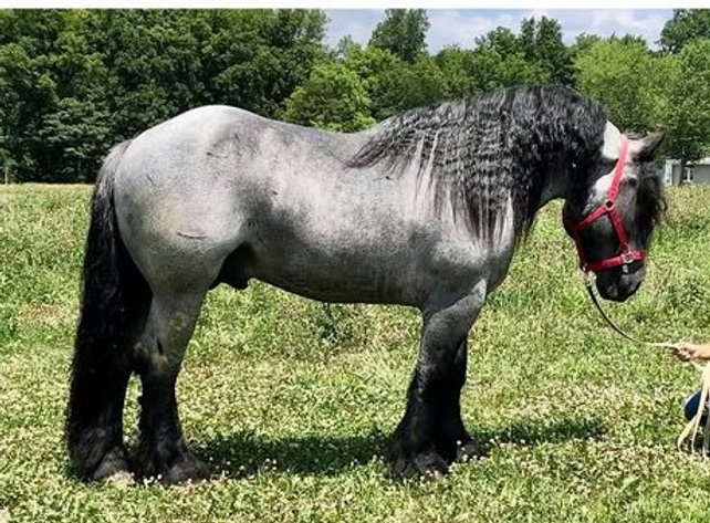 Image for NPEC Mount Up Fall Sale - New Paris, Indiana - SALE DAY SATURDAY, AUGUST 23RD