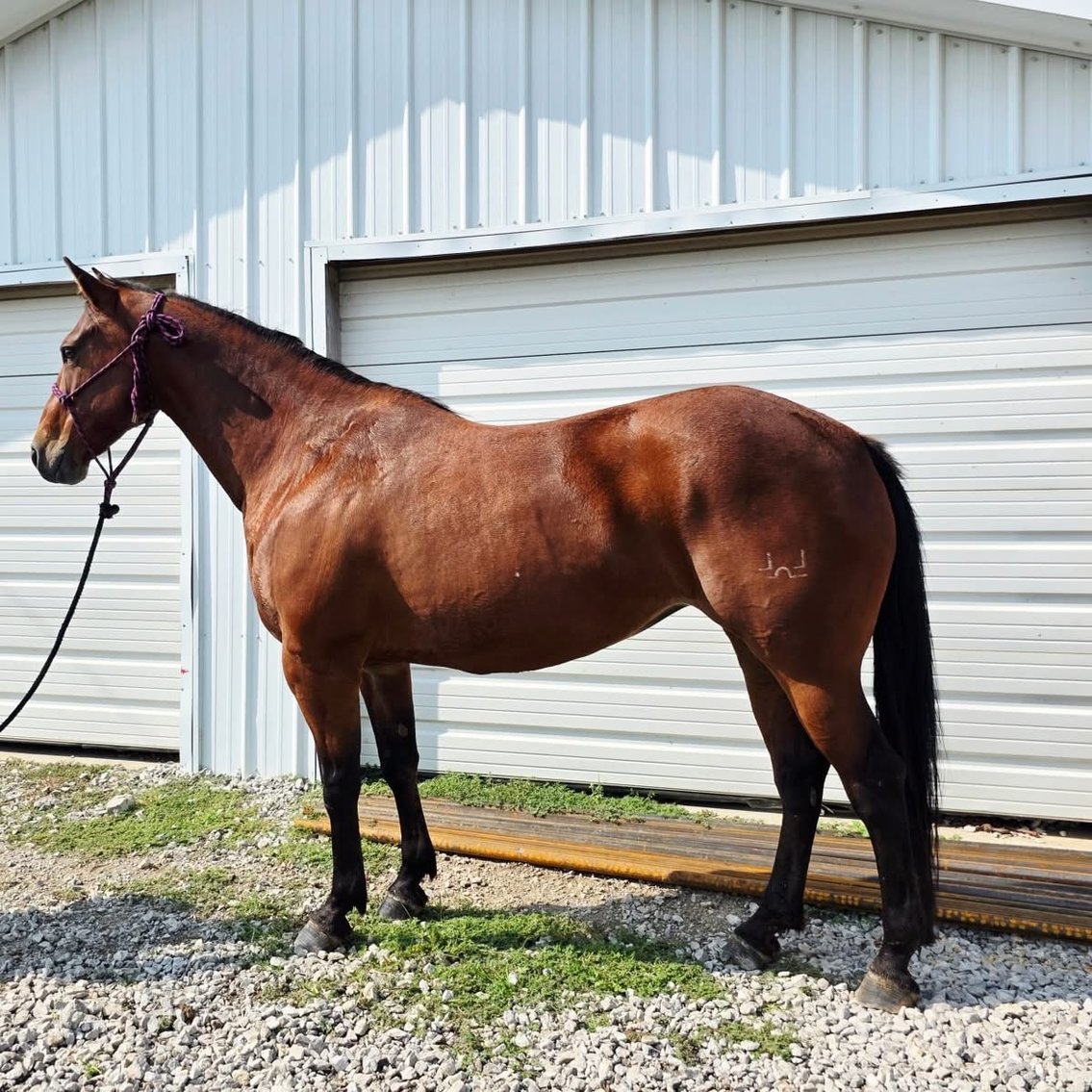 Image for Colfax Iowa Horse Sale - SUNDAY, AUGUST 17TH