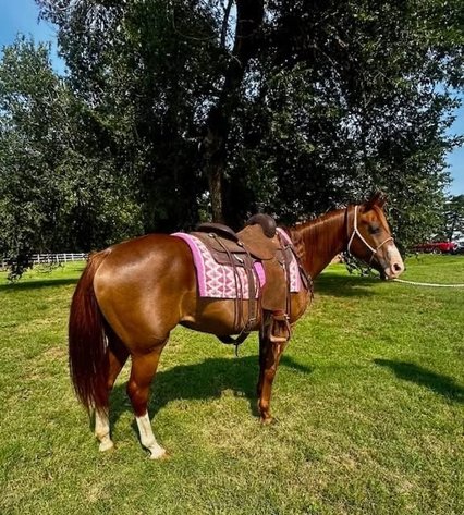 Image for Colfax Iowa Horse Sale - SUNDAY, AUGUST 17TH