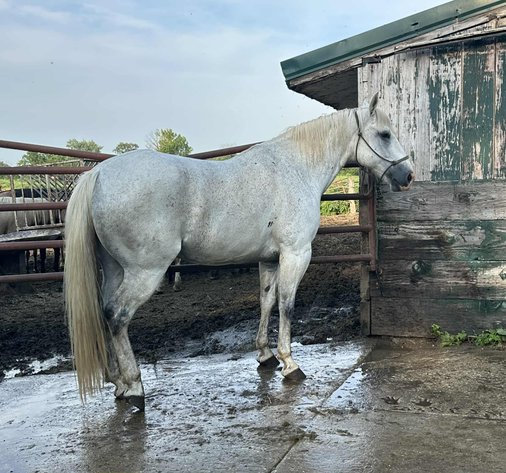 Image for Interstate Regional Stockyards TWO DAY AUGUST SPECIAL - DAY 1 - WEDNESDAY AUGUST 20TH