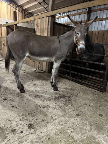 Image for Interstate Regional Stockyards TWO DAY AUGUST SPECIAL - DAY 2 - THURSDAY AUGUST 21ST