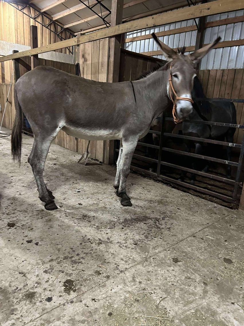 Image for Interstate Regional Stockyards TWO DAY AUGUST SPECIAL - DAY 2 - THURSDAY AUGUST 21ST