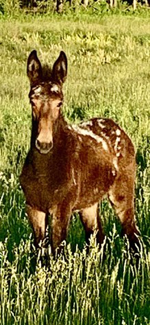 Image for Interstate Regional Stockyards TWO DAY AUGUST SPECIAL - DAY 2 - THURSDAY AUGUST 21ST