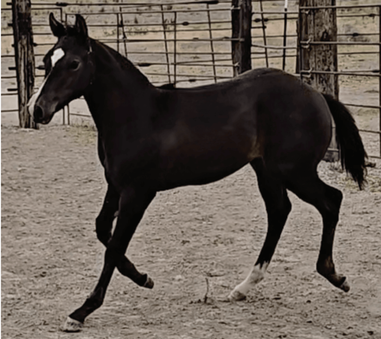 Image for Corbridge Quarter Horses Annual Production Sale - ONLINE ONLY!!!  Runs August 24th through August 31st!