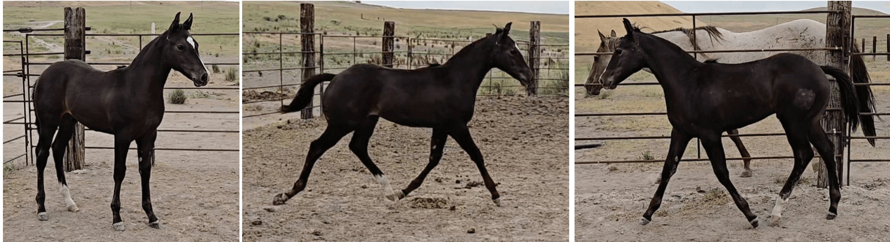 Image for Corbridge Quarter Horses Annual Production Sale - ONLINE ONLY!!!  Runs August 24th through August 31st!