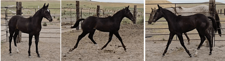 Image for Corbridge Quarter Horses Annual Production Sale - ONLINE ONLY!!!  Runs August 24th through August 31st!