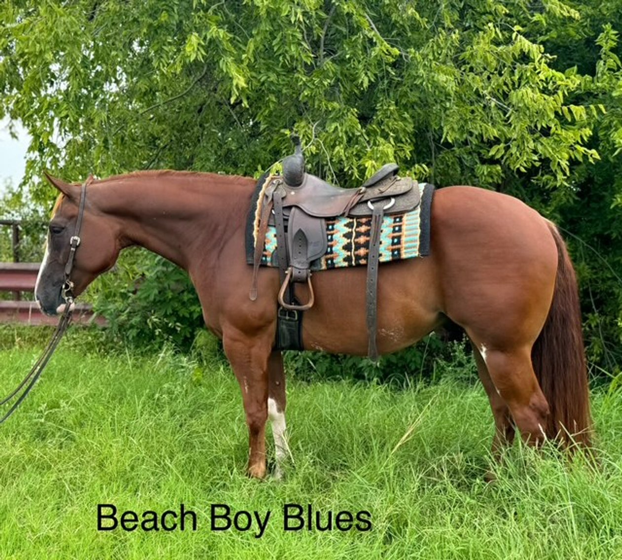 Image for Diamond E Horse Company 5th Annual Sale SUNDAY August 24th - Morris, Illinois