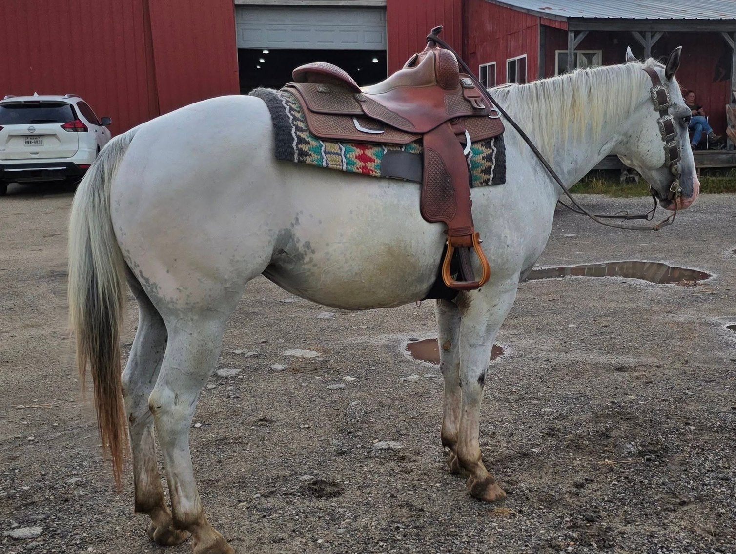 Image for Diamond E Horse Company 5th Annual Sale SUNDAY August 24th - Morris, Illinois