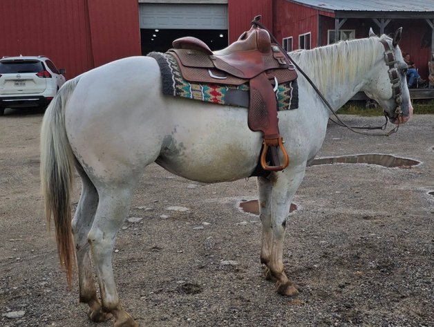 Image for Diamond E Horse Company 5th Annual Sale SUNDAY August 24th - Morris, Illinois