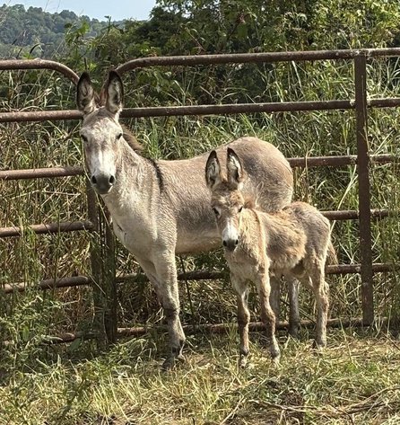 Image for Diamond E Horse Company 5th Annual Sale SUNDAY August 24th - Morris, Illinois