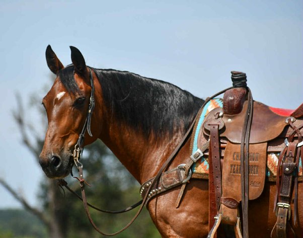 Image for Springfield Livestock Horse Sale FRIDAY AUGUST 29TH - Springfield, MO