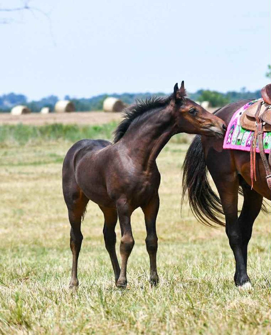 Image for Springfield Livestock Horse Sale FRIDAY AUGUST 29TH - Springfield, MO