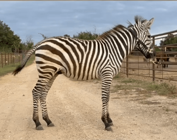 Image for Springfield Livestock Horse Sale FRIDAY AUGUST 29TH - Springfield, MO