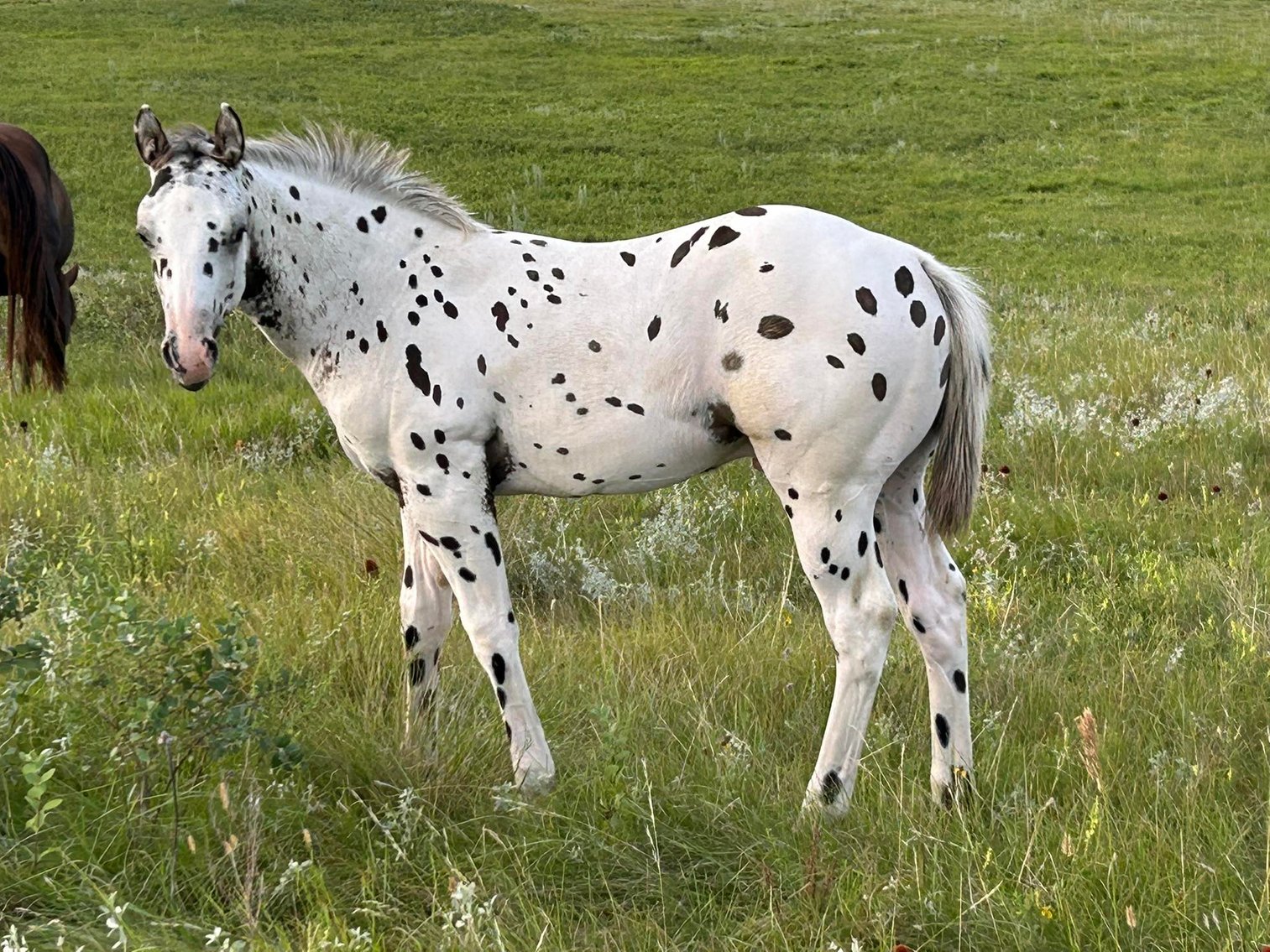 Image for Hermanson-Kist Fall All Breed Horse Sale - Mandan, North Dakota - September 18, 19, 20 - DAY ONE
