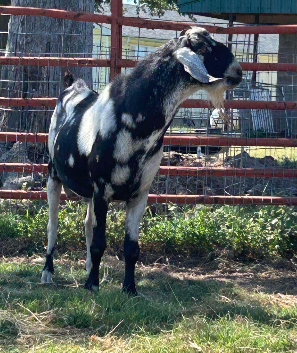 Image for Jones Livestock Auction THURSDAY SEPTEMBER 4TH -  Jones, Oklahoma
