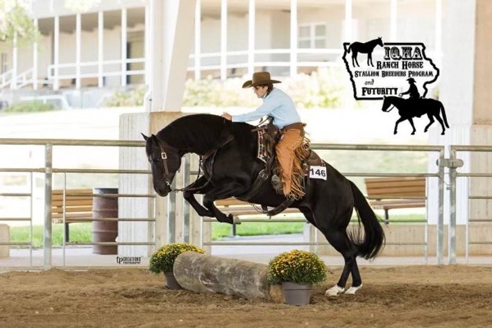 Image for Ocala Horse Sale - Saturday, September 13th - Ocala, Florida