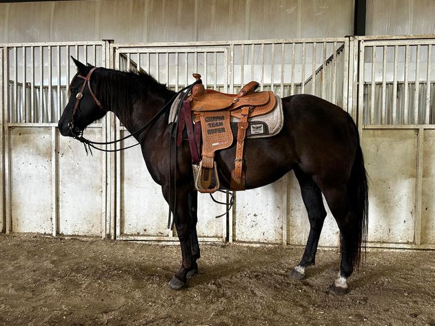 Image for Corsica Horse Sales Catalog Sale   SATURDAY, SEPTEMBER 6TH - Corsica, South Dakota