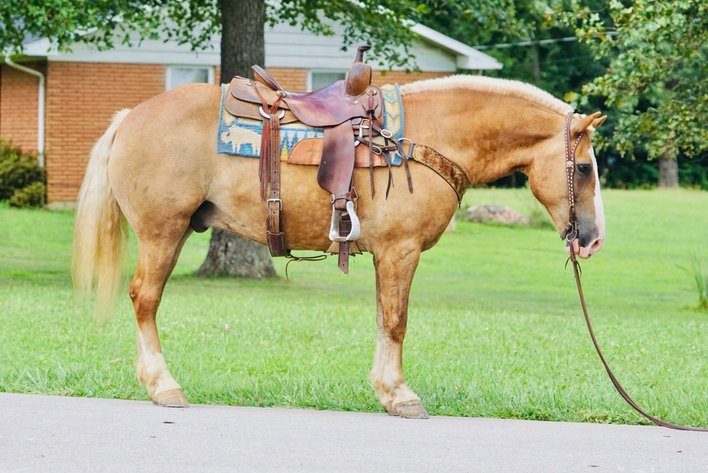 Image for Corsica Horse Sales Catalog Sale   SATURDAY, SEPTEMBER 6TH - Corsica, South Dakota