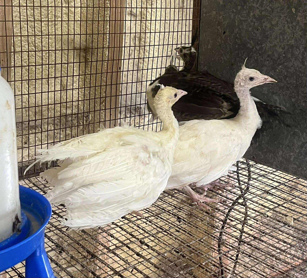 Image for Jones Livestock Auction THURSDAY SEPTEMBER 4TH -  Jones, Oklahoma