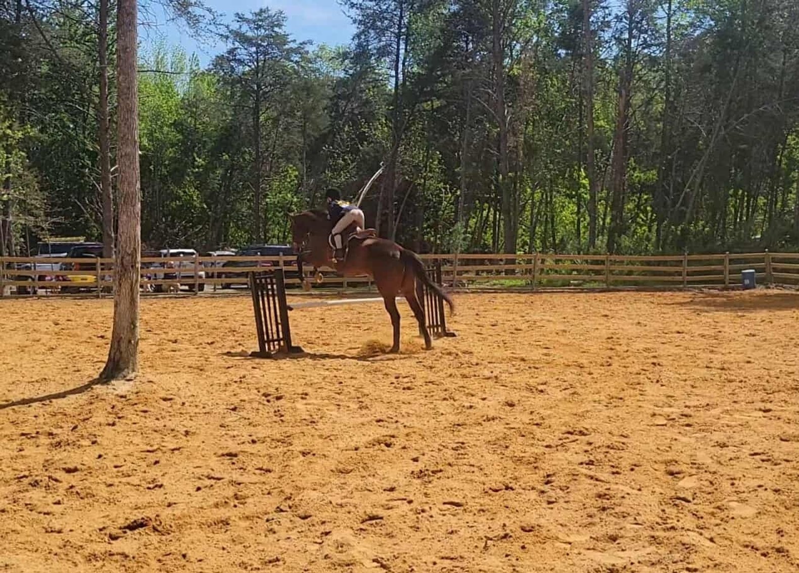 Image for Courtland Tack And Horse Auction Saturday September 20,2025