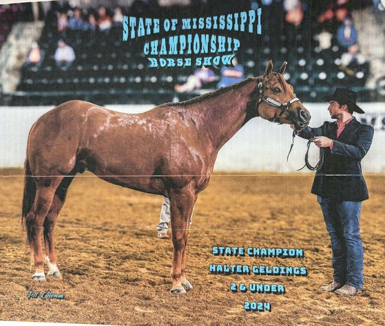 Image for Mize Horse Sale  - SATURDAY, SEPTEMBER 20TH - Mize, Mississippi
