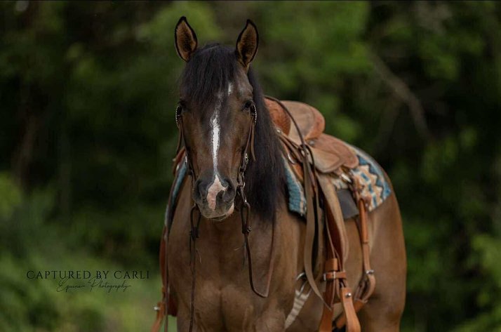 Image for Interstate Regional Stockyards Horse Sale - Cuba, Missouri WEDNESDAY SEPTEMBER 24TH
