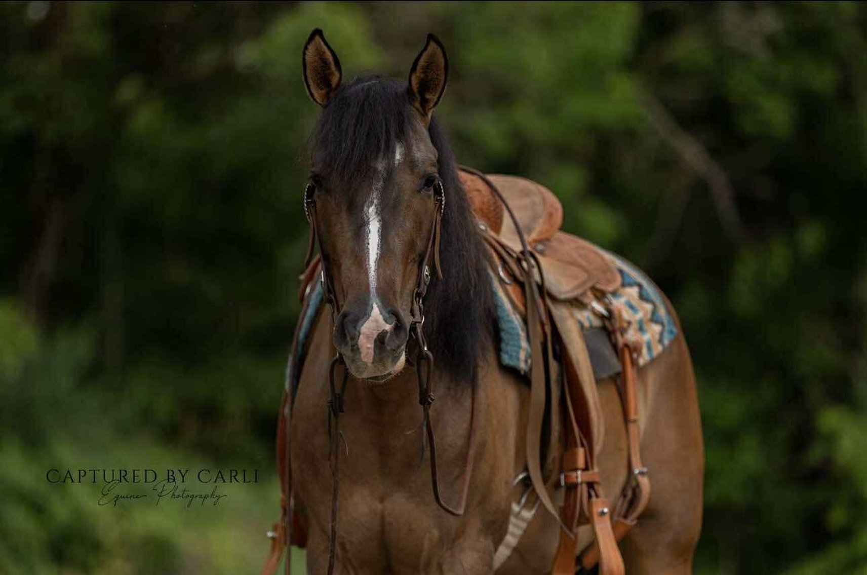 Image for Interstate Regional Stockyards Horse Sale - Cuba, Missouri WEDNESDAY SEPTEMBER 24TH