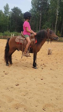 Image for Courtland Tack And Horse Auction Saturday September 20,2025