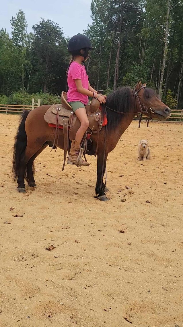 Image for Courtland Tack And Horse Auction Saturday September 20,2025