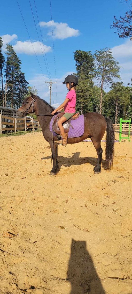 Image for Courtland Tack And Horse Auction Saturday September 20,2025