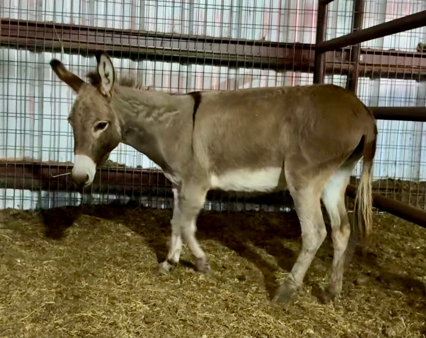 Image for Jones Livestock Auction MONTHLY HORSE & TACK SALE!   SATURDAY, SEPTEMBER 13TH!