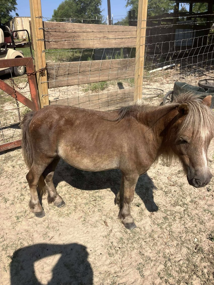 Image for Mize Horse Sale  - SATURDAY, SEPTEMBER 20TH - Mize, Mississippi